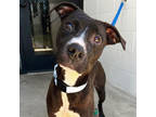 Adopt Aranya A Black Labrador Retriever / Mixed Dog In Marshall, TX (37495397)