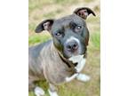 Adopt Nova a Black American Pit Bull Terrier / Mixed Breed (Medium) / Mixed