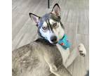 Adopt Alfredo a White - with Gray or Silver Siberian Husky / Husky / Mixed dog