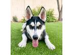 Adopt Keiko a Black - with White Siberian Husky / German Shepherd Dog / Mixed