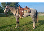 4 year old Grade Gelding