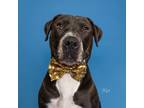 Adopt Elvis a Black American Staffordshire Terrier / Mixed dog in Houston