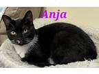 Adopt Anja a Black & White or Tuxedo Domestic Shorthair (short coat) cat in