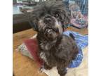 Adopt Turtle a Gray/Silver/Salt & Pepper - with Black Shih Tzu / Mixed dog in