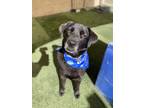 Adopt Black Jack a Black Labrador Retriever / Mixed dog in Mesa, AZ (37592480)