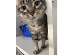 Adopt Carmel a Brown Tabby Domestic Shorthair (short coat) cat in Byron Center