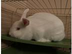 Adopt Thumper a Albino or Red-Eyed White Havana / Mixed (medium coat) rabbit in