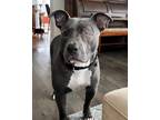 Adopt King a Gray/Silver/Salt & Pepper - with White Pit Bull Terrier / Mixed dog