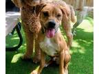 Adopt Bronx a Tan/Yellow/Fawn - with White Boxer / Hound (Unknown Type) / Mixed