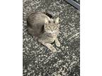 Adopt Jack Daniels a Gray, Blue or Silver Tabby Domestic Shorthair (short coat)