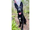 Adopt Maddox a Black - with White Belgian Malinois / Mixed dog in Valley