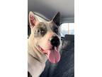 Adopt Sweet Romeo a White - with Gray or Silver Catahoula Leopard Dog / Bull