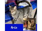Adopt Artie a Brown Tabby Domestic Shorthair (short coat) cat in El cerrito