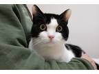 Adopt Ira a Black & White or Tuxedo Domestic Shorthair (short coat) cat in