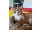 Adopt PIP! a Orange or Red Tabby Domestic Shorthair (short coat) cat in