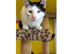 Adopt GIDEON! a Black & White or Tuxedo Domestic Shorthair (short coat) cat in