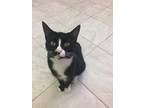 Adopt CHICKLET! a Black & White or Tuxedo Domestic Shorthair (short coat) cat in