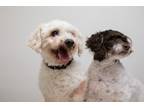 Adopt Molly a White Bichon Frise / Poodle (Miniature) / Mixed dog in Montclair