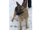 Adopt SALLY a Black - with Tan, Yellow or Fawn German Shepherd Dog / Mixed dog