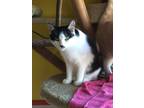 Adopt LILLIAN! a Black & White or Tuxedo Domestic Shorthair (short coat) cat in