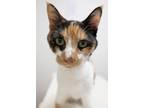 Adopt Amelia a Calico or Dilute Calico Domestic Shorthair (short coat) cat in