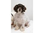 Adopt Brownie a Brown/Chocolate - with White Poodle (Miniature) / Bichon Frise /