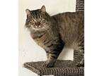 Adopt PRINCE a Brown Tabby Domestic Longhair (long coat) cat in Lower Lake