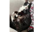 Adopt Fluffy a Black & White or Tuxedo Domestic Longhair (medium coat) cat in