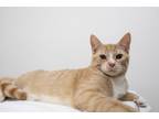 Adopt Scamp a Orange or Red Tabby Domestic Shorthair (short coat) cat in