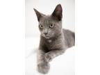 Adopt Alex a Gray, Blue or Silver Tabby Domestic Shorthair (short coat) cat in