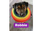 Adopt Robbie a Brown/Chocolate - with Black Shepherd (Unknown Type) / Mixed dog