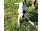 Adopt Garnet a White - with Brown or Chocolate Labrador Retriever / Mixed dog in