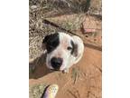 Adopt Sarms a White - with Black Mixed Breed (Medium) / Mixed dog in Midland