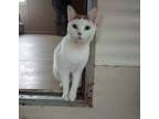 Adopt Bangs a White Domestic Shorthair (short coat) cat in Perkiomenville