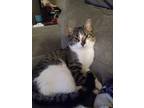 Adopt Oreo a Brown Tabby Domestic Shorthair (short coat) cat in Perkiomenville