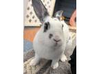 Adopt Cheyenne a English Spot / Mixed (short coat) rabbit in Whitehall