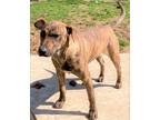 Adopt Rosie a Brindle Plott Hound dog in Norristown, PA (37495998)