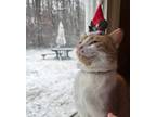 Adopt Buddy a Orange or Red Tabby Domestic Shorthair (short coat) cat in