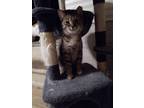 Adopt Lows a Brown Tabby Domestic Shorthair (short coat) cat in Perkiomenville