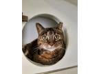 Adopt Wilma a Brown or Chocolate Domestic Shorthair / Domestic Shorthair / Mixed