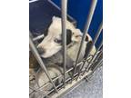 Adopt Farrah a Brindle Mixed Breed (Medium) dog in Whiteville, NC (37496517)