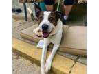 Adopt Walker a Brindle Mixed Breed (Large) / Mixed dog in Charleston