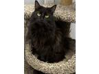 Adopt Samara a All Black Domestic Mediumhair / Mixed (long coat) cat in Panama