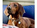 Adopt Luke a Brindle Redbone Coonhound / Mixed Breed (Medium) / Mixed (short