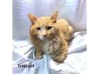 Adopt Triscuit a Orange or Red Domestic Longhair / Domestic Shorthair / Mixed