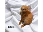 Adopt Titch a Orange or Red Domestic Shorthair / Domestic Shorthair / Mixed cat