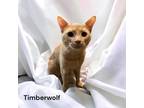 Adopt Timberwolf a Cream or Ivory Domestic Shorthair / Mixed Breed (Medium) /
