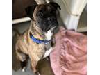 Adopt Rex a Brindle Boxer / Mixed dog in Tulsa, OK (37502468)