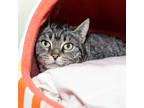 Adopt Roz a Gray or Blue Domestic Shorthair / Domestic Shorthair / Mixed cat in
