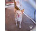 Adopt Rosita a Tan/Yellow/Fawn Husky / Mixed dog in Edinburg, TX (37502753)
